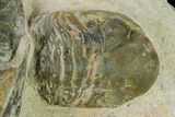 Bargain, Zlichovaspis Trilobite - Atchana, Morocco #137918-6
